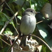 Asian Brown Flycatcher